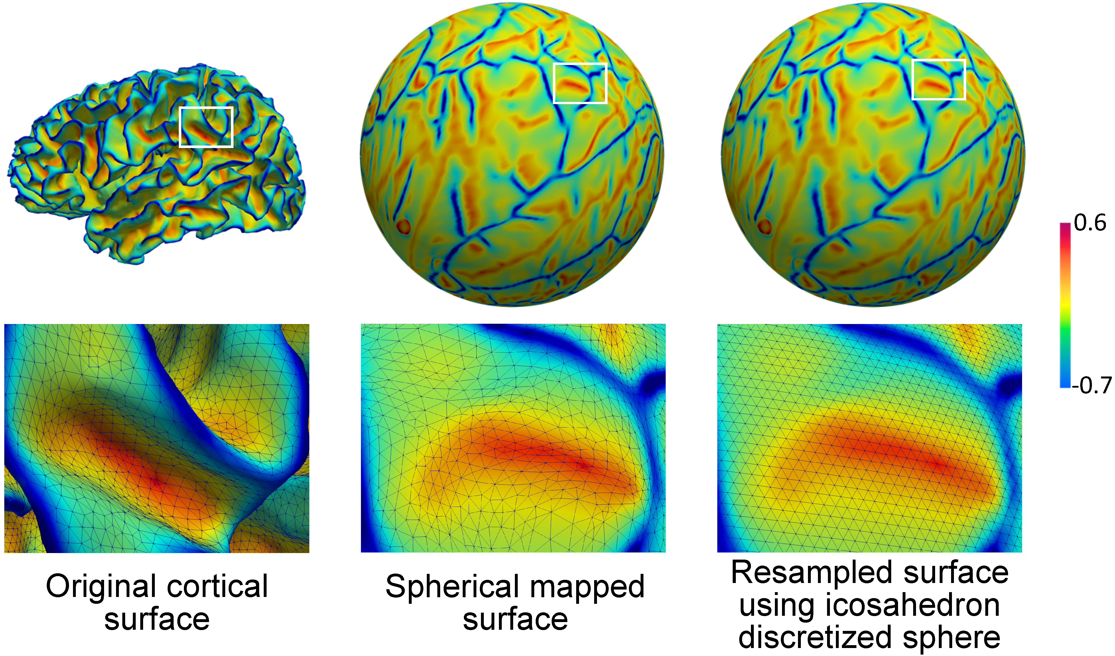 CorticalSurface